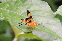 Macrojoppa