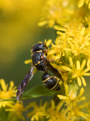 Leptochilus republicanus
