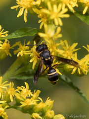 Leptochilus republicanus