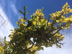 Phoradendron brachystachyum