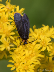 Acoloithus falsarius