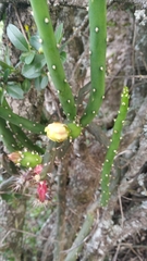 Opuntia salmiana
