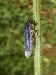 Oncometopia cordillerensis