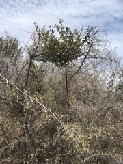 Phoradendron brachystachyum