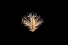 Rytidosperma carphoides