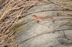 Aspidoscelis guttatus