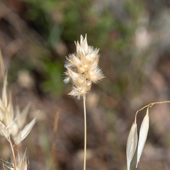 Rytidosperma carphoides
