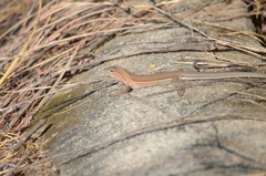 Aspidoscelis guttatus