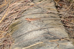 Aspidoscelis guttatus