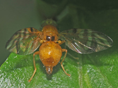 Myoleja lucida