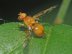 Myoleja lucida
