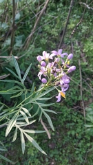 Solanum angustifidum