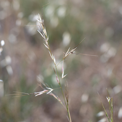 Austrostipa blackii