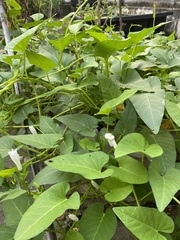Ipomoea aquatica
