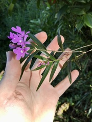 Epidendrum centropetalum
