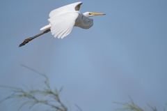 Ardea alba