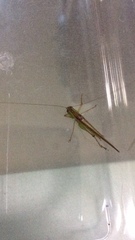 Conocephalus maculatus