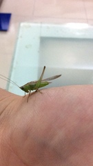 Conocephalus maculatus