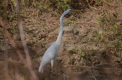 Ardea alba