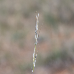 Austrostipa setacea