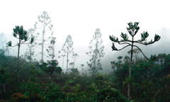Araucaria rulei