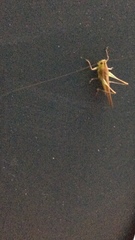 Conocephalus maculatus