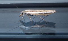 Orocrambus vittellus