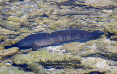 Istiblennius edentulus