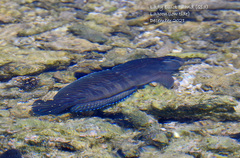 Istiblennius edentulus
