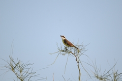 Pitangus sulphuratus