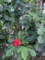 Jatropha integerrima