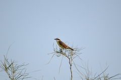 Pitangus sulphuratus