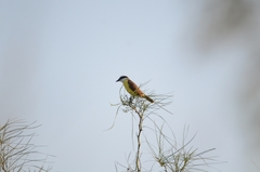 Pitangus sulphuratus