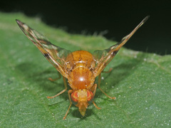Myoleja lucida
