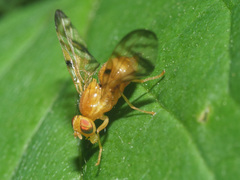 Myoleja lucida