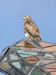 Buteo jamaicensis