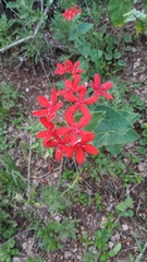 Oxypetalum coccineum