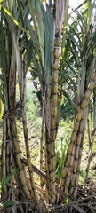 Saccharum × sinense