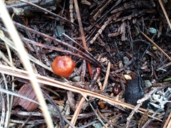 Gymnopilus luteocarneus