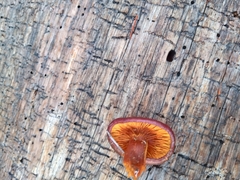 Gymnopilus luteocarneus