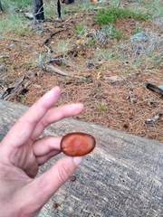 Gymnopilus luteocarneus