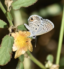 Hemiargus ceraunus filenus