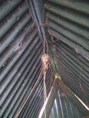 Chlorostilbon lucidus