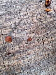 Gymnopilus luteocarneus