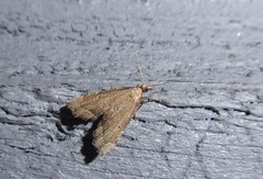 Diplopseustis perieresalis