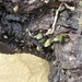 photo of New Zealand Green-lipped Mussel (Perna canaliculus)