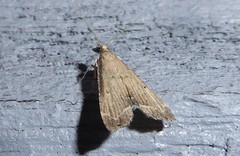 Diplopseustis perieresalis