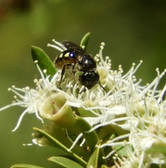 Euhesma crabronica