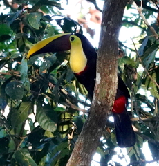 Ramphastos ambiguus