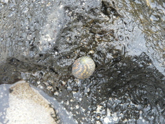 Nerita scabricosta